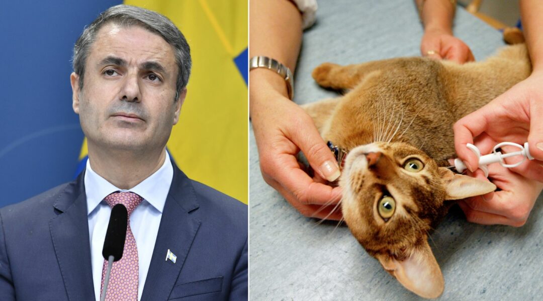 Ibrahim Baylan och en katt som chipmärks